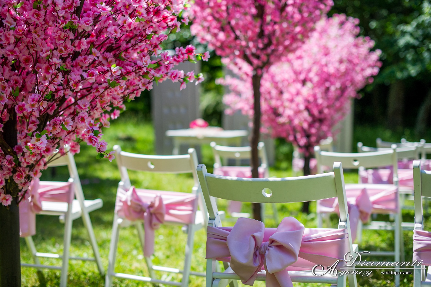 Cherry Blossom Tree 005