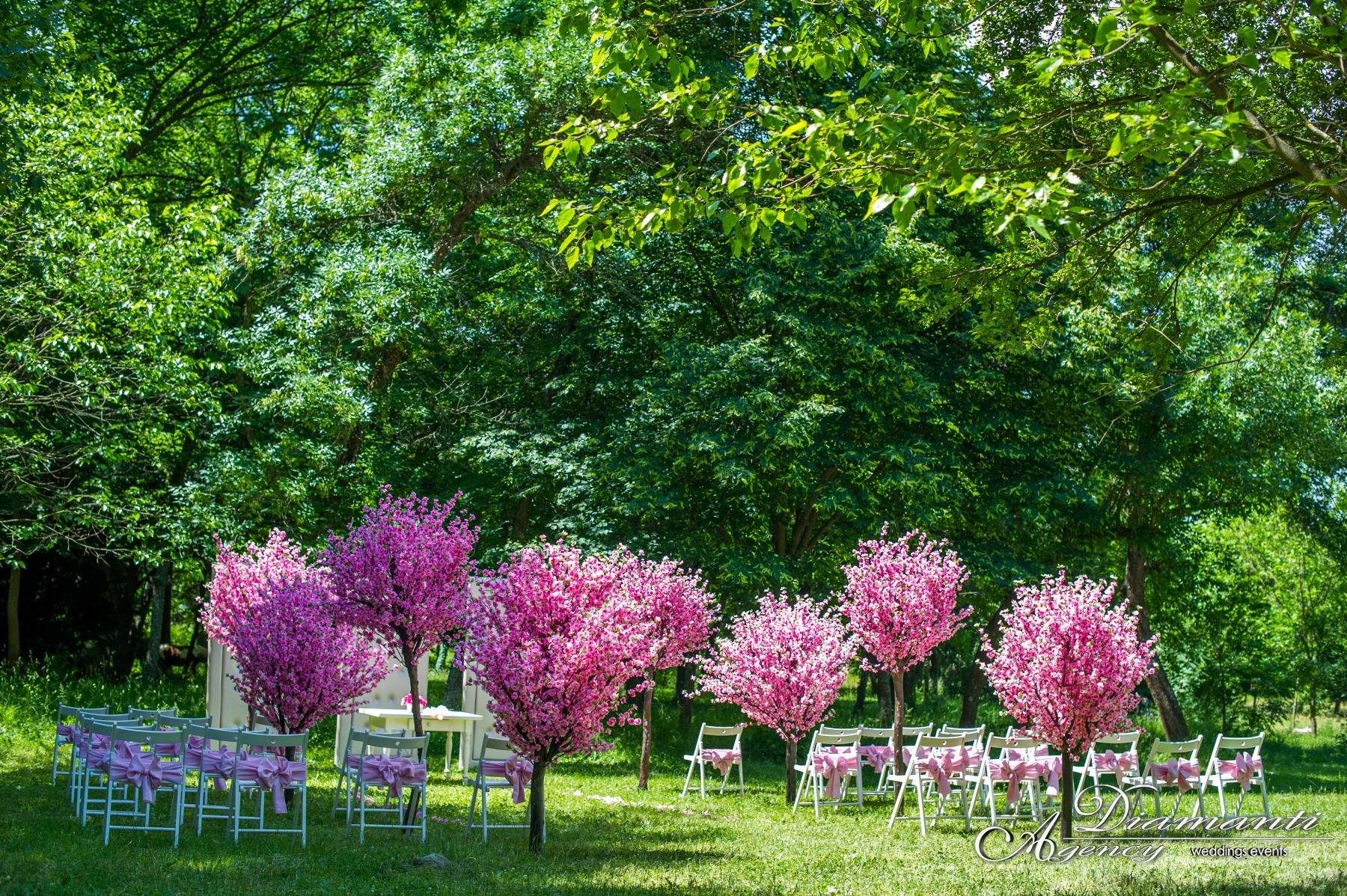 Cherry Blossom Tree 007