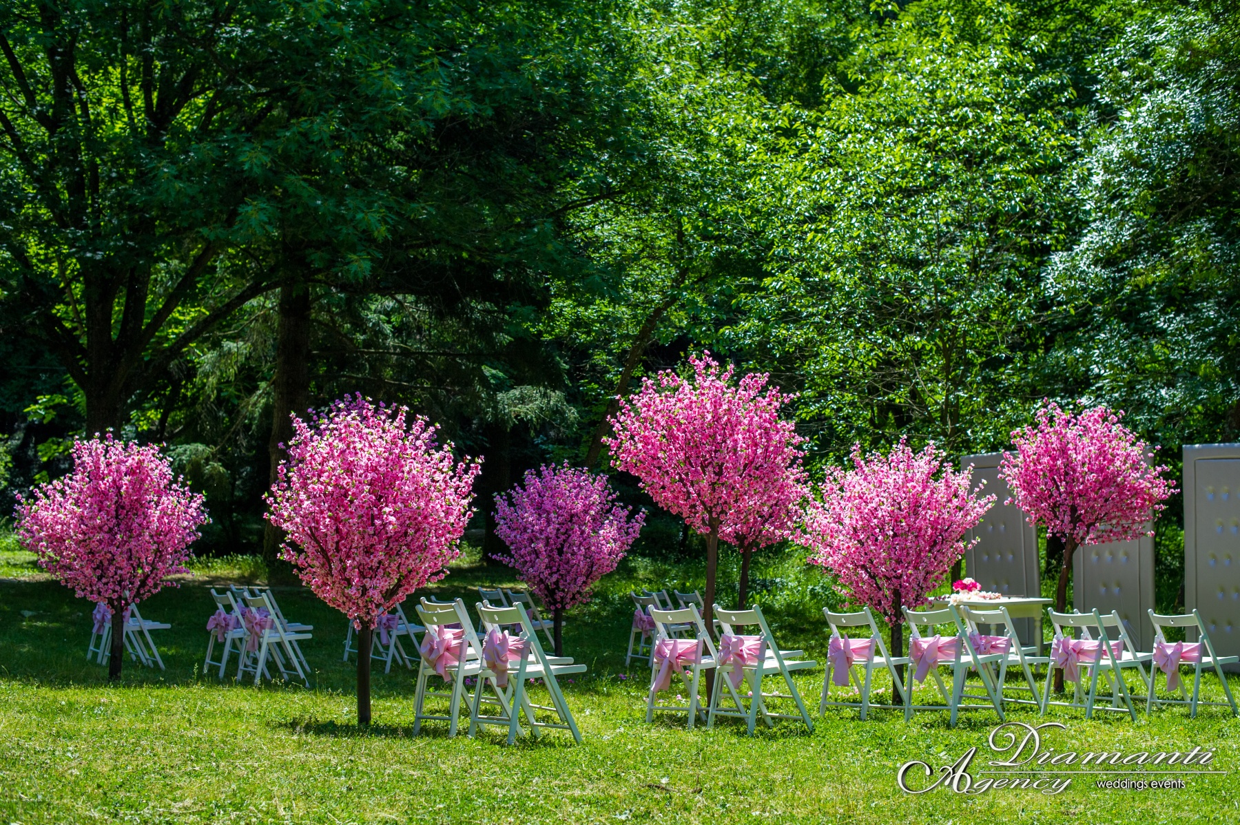 Cherry Blossom Tree 009