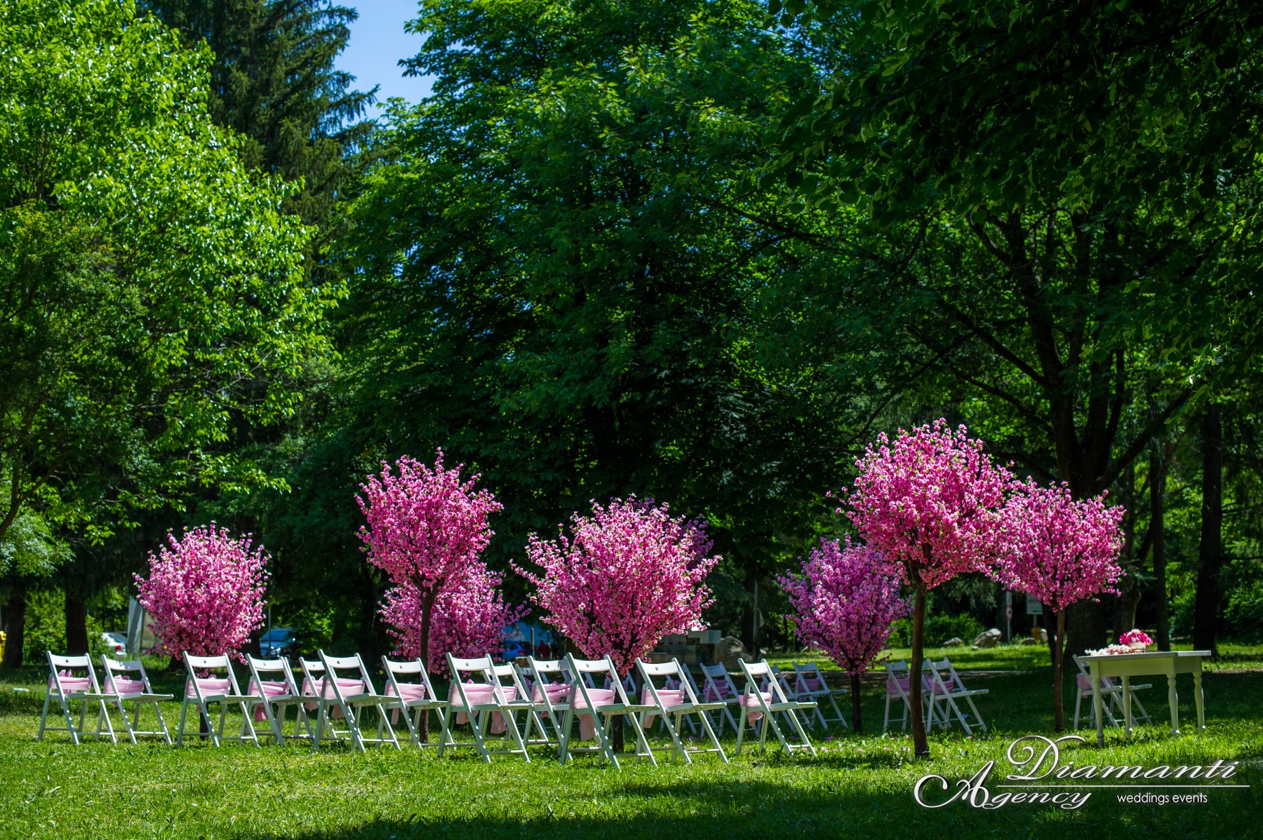 Cherry Blossom Tree 010
