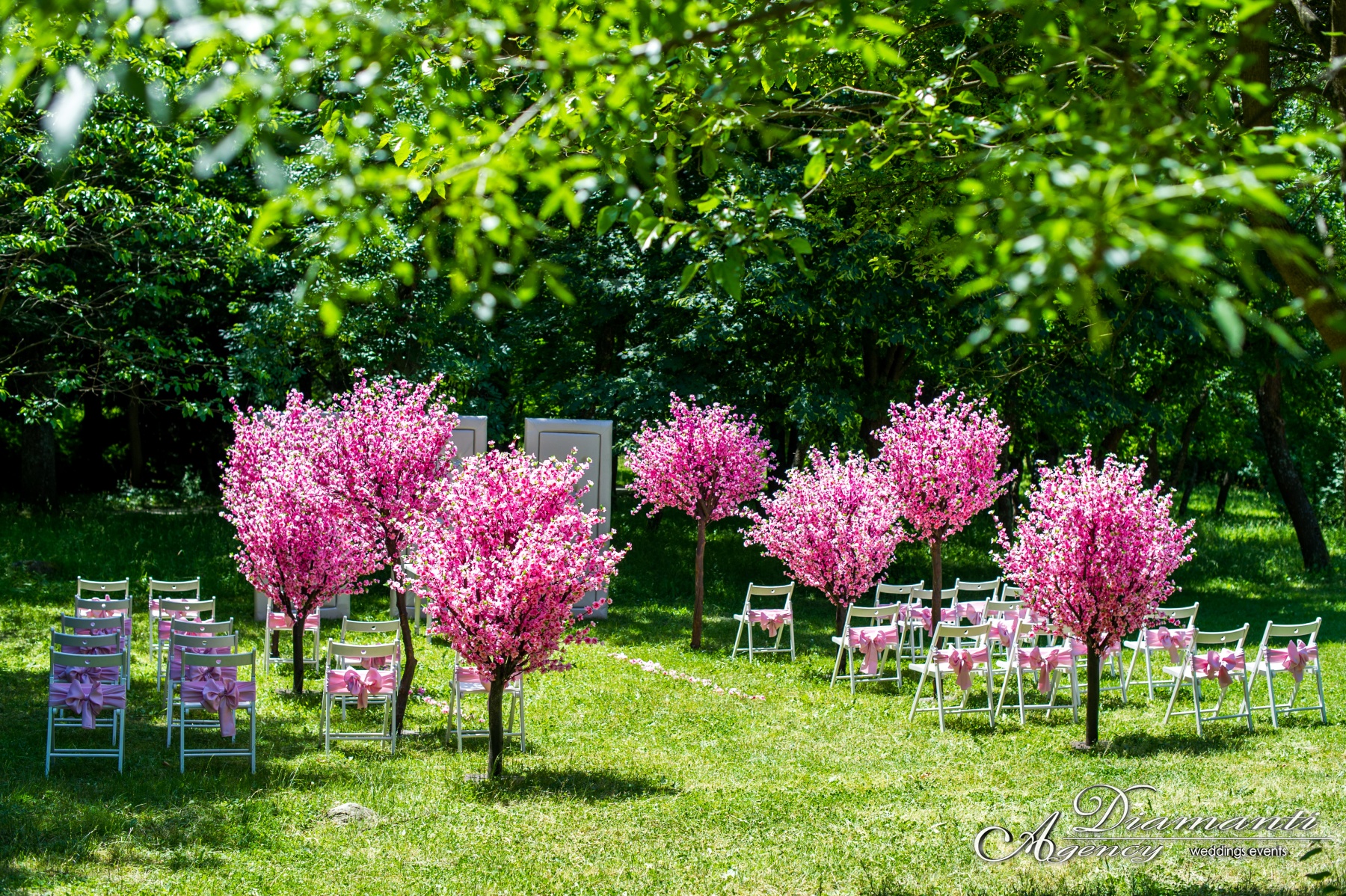 Cherry Blossom Tree 012