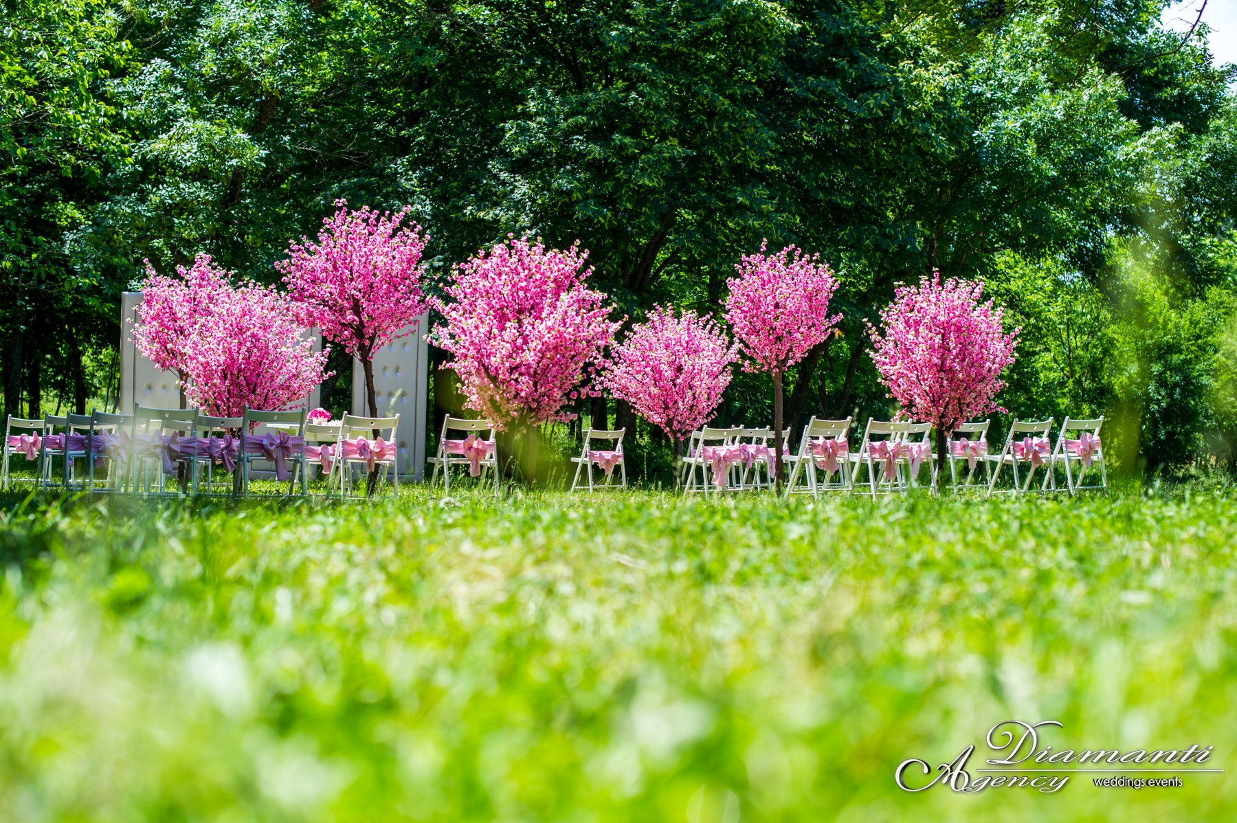 Cherry Blossom Tree 013
