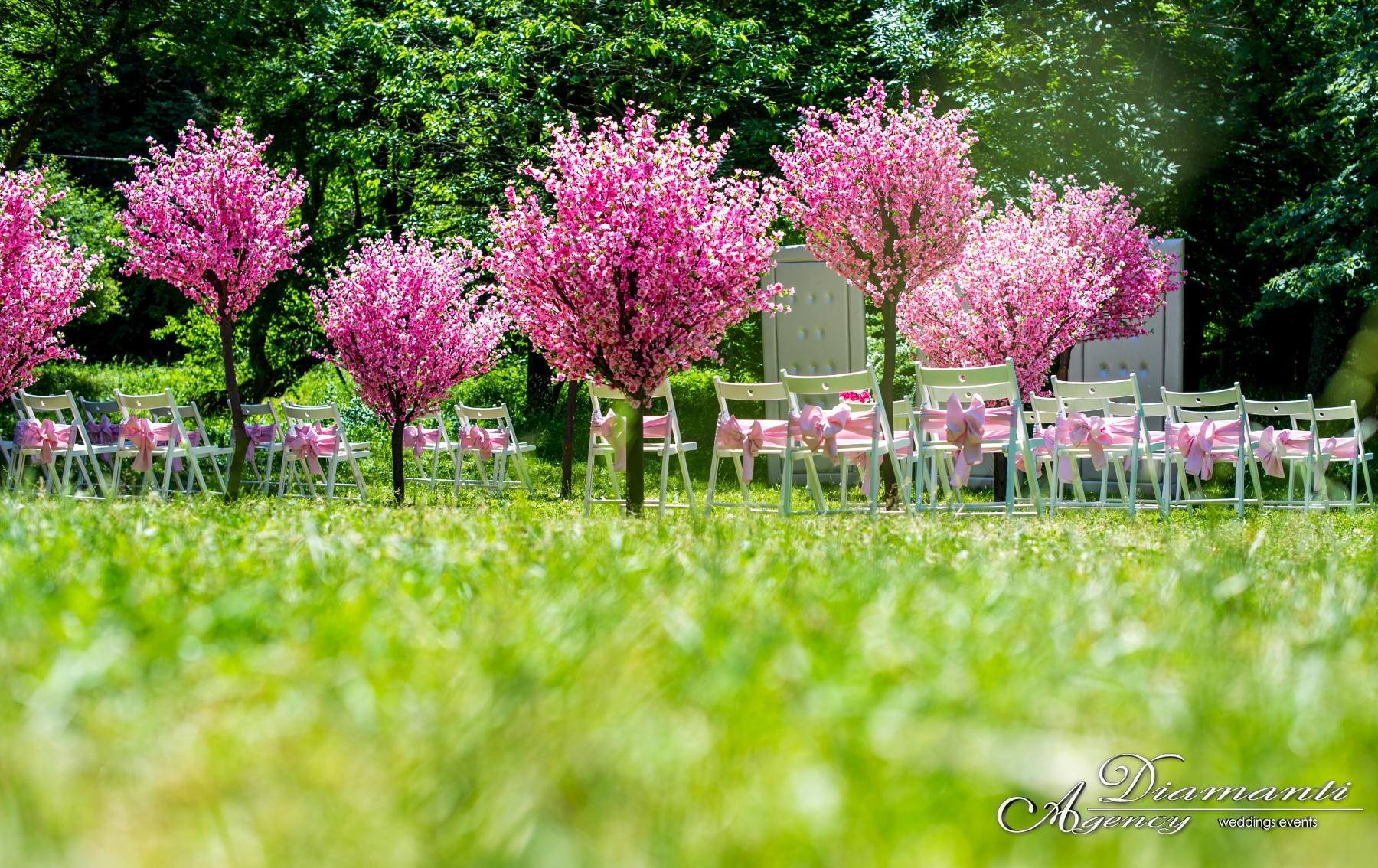 Cherry Blossom Tree 014